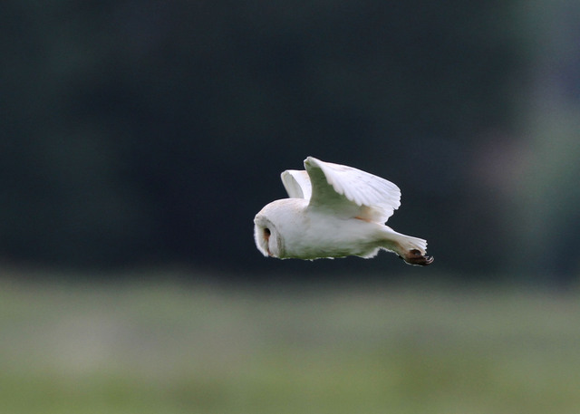 Barn Owl