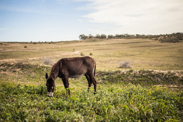 DomaineSidiMrayah-074.jpg