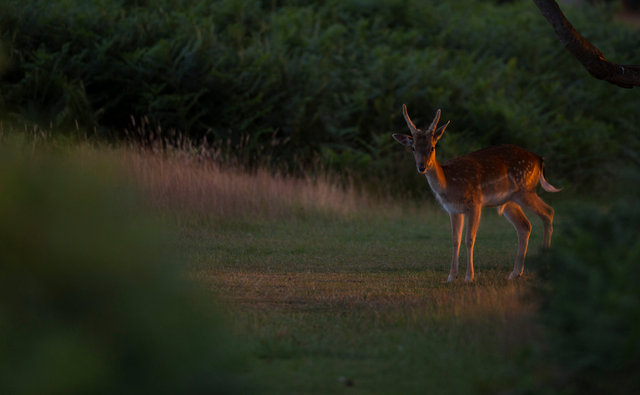 Fallow Deer Buck