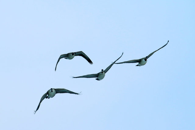 Canada Geese, February, southern Ohio