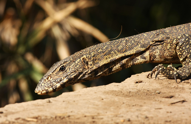 Monitor lizard
