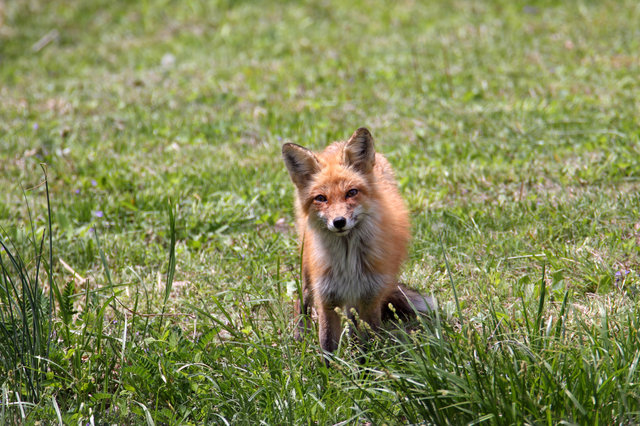 Red Fox, southern Ohio