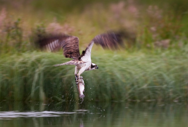 Osprey