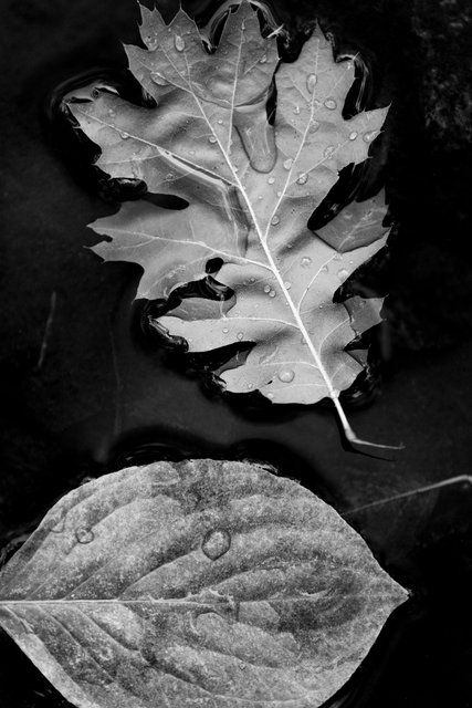 B&W LEAVES.jpg