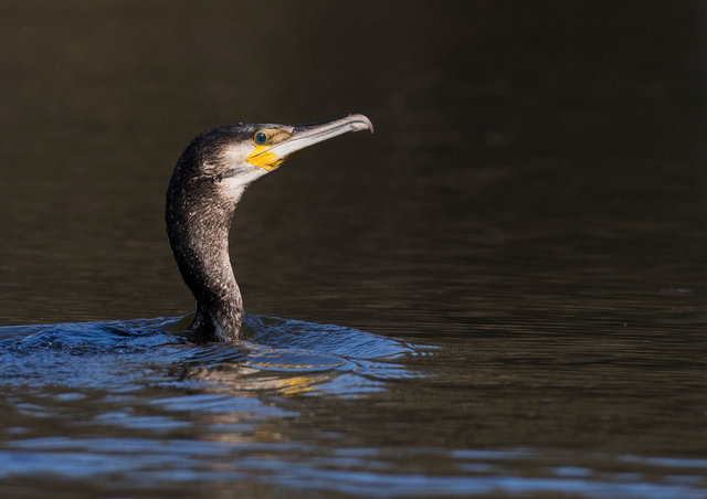 Cormorant