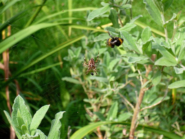 Spider in the Garden VB.JPG