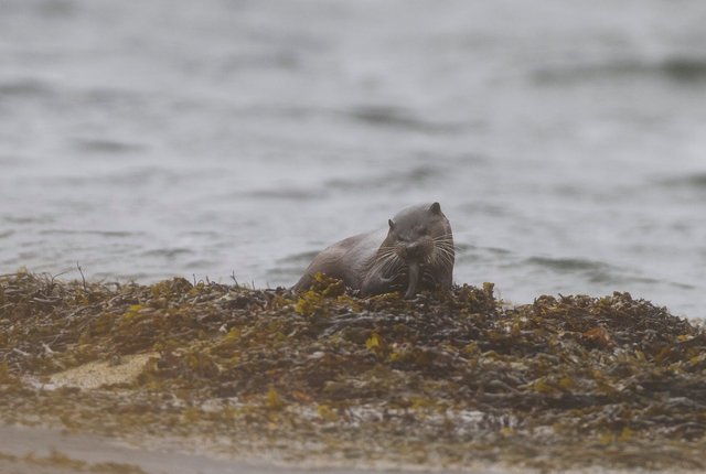 Otter