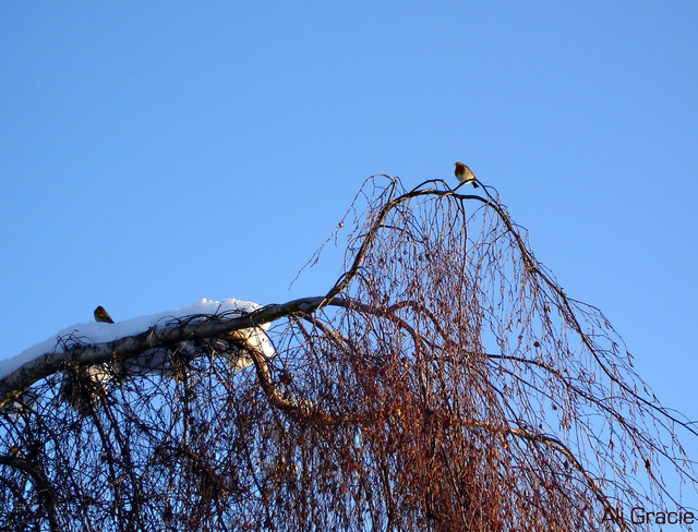 Robin in Winter by Alison Gracie