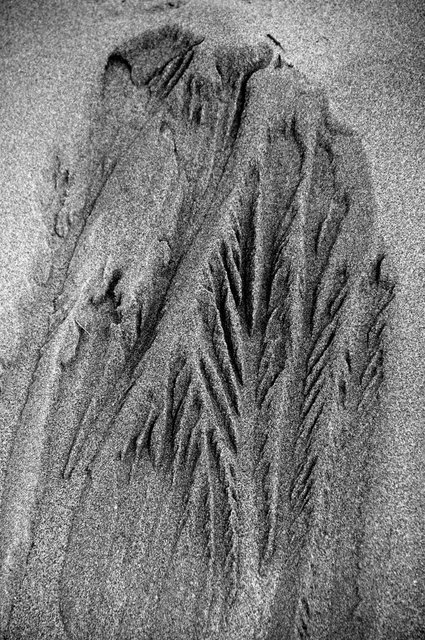 Delta del Ebro_0022.JPG