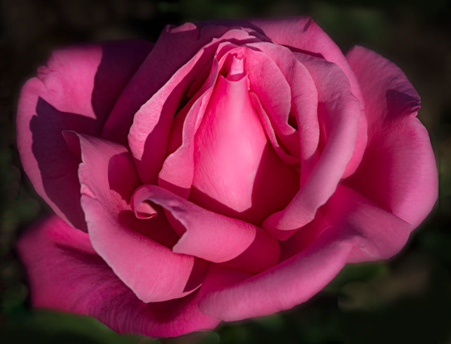 RosebudDay4_DSC8360-as-Smart-Object-1.jpg