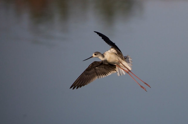 Black-winged Stilt
