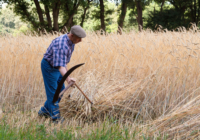 Maaien met sikkel of zicht