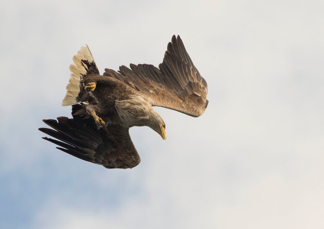 White-tailed eagle
