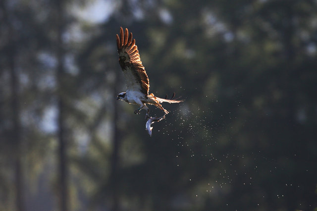 Osprey