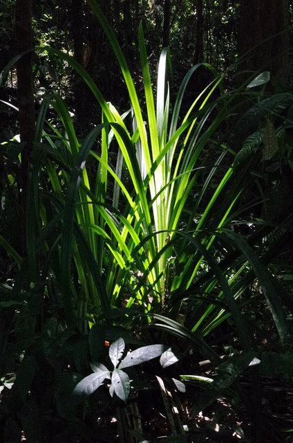 Mossman Gorge (10) VB.JPG