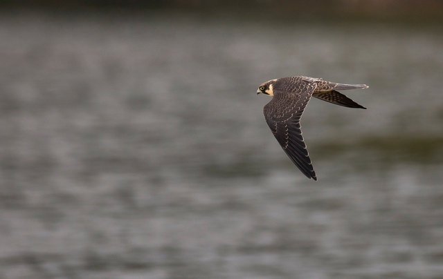 Hobby