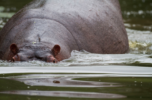 Hippo