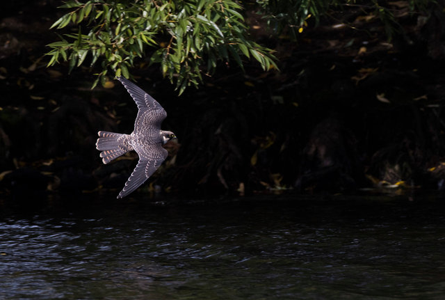 Hobby