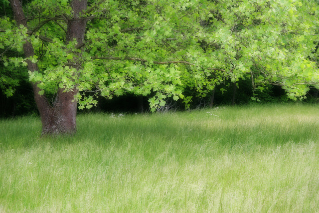 Spring Field, Ohio