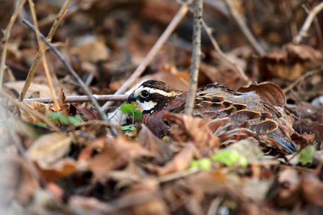 Northern Bobwhite Quail, southern Ohio