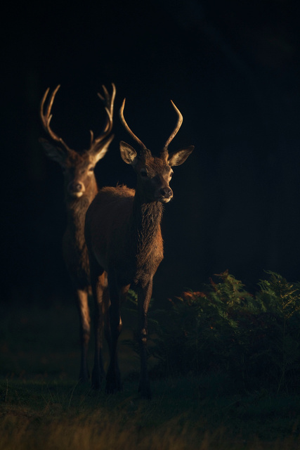 Red Deer Stags