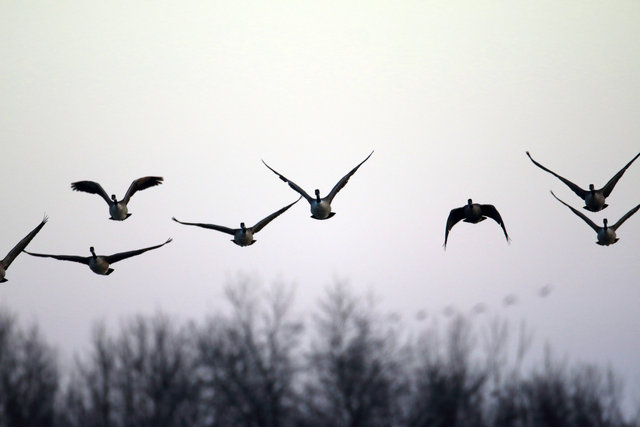 Canada Geese, February, southern Ohio