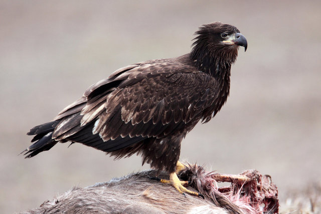 Immature Bald Eagle, Ohio