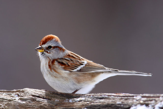 American Tree Sparrow, winter, Ohio