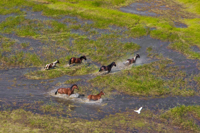 Brumbies, NT