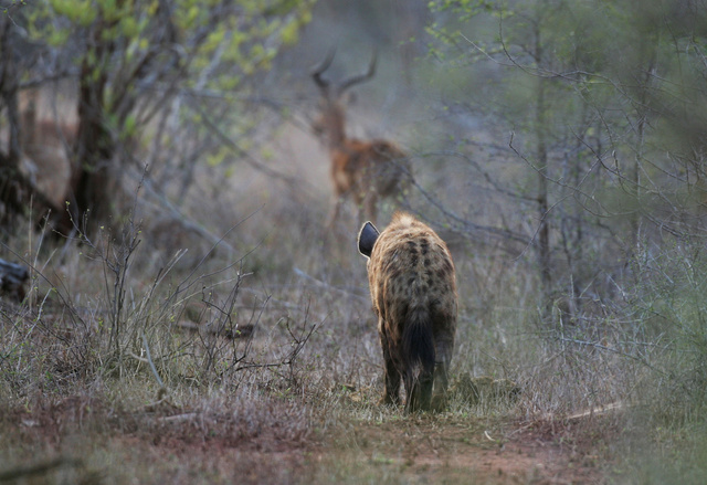 Hyena and impala