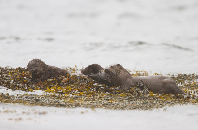 Otter mother and cubs