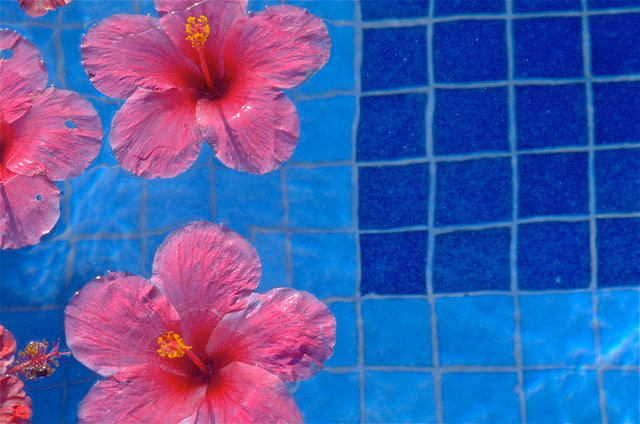 HIBISCUS POOL