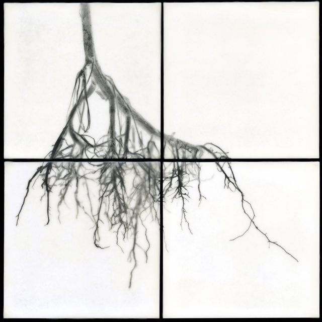 Root III