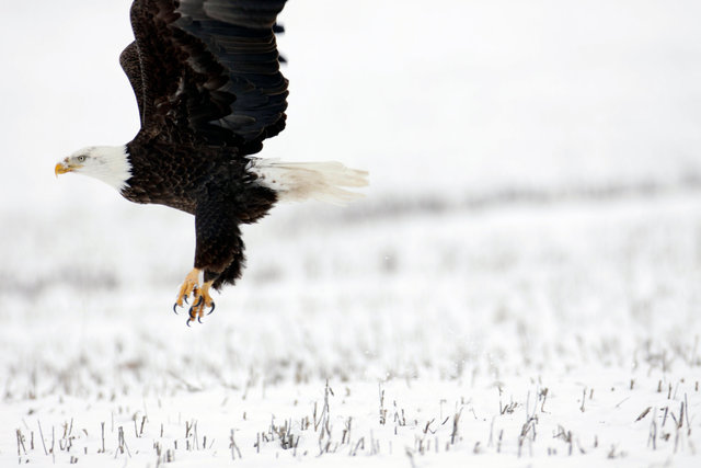 Bald Eagle, Ohio