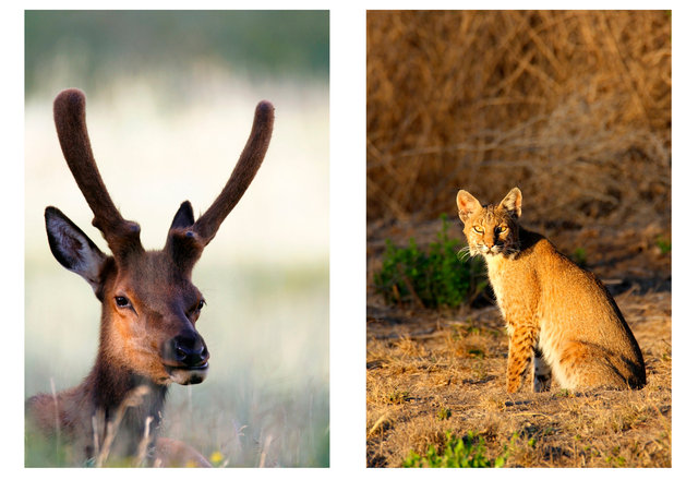(left) elk, Colorado; (right) Bobcat, Texas