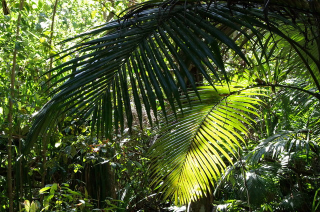 Cairns Botanical Gardens (10) VB.JPG