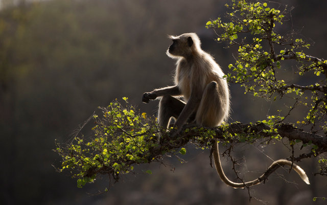 Langur Monkey