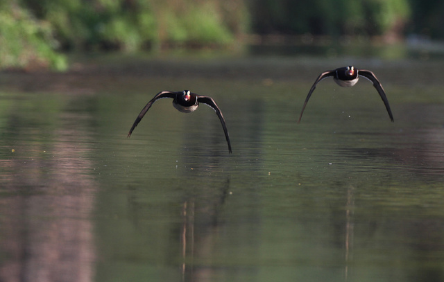 Mandarin Ducks