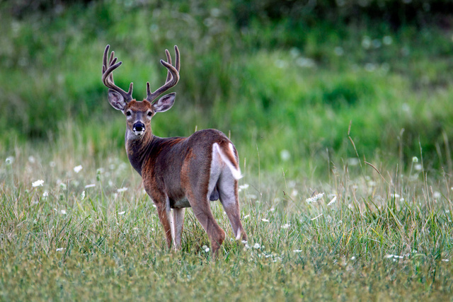 White-tailed Deer, Ohio