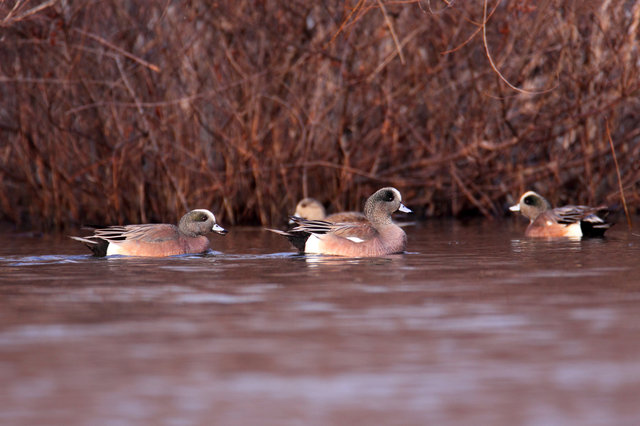 American Wigeon, March, South Central Ohio