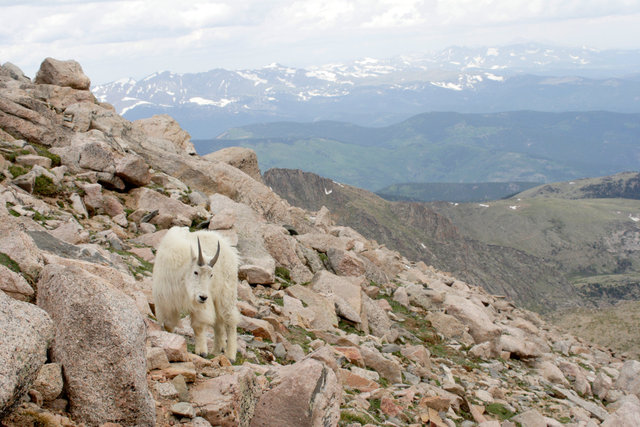 Mountain Goat, Colorado