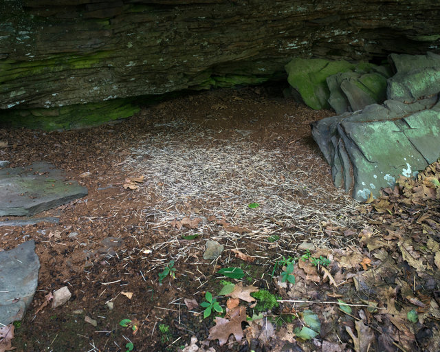 porcupineden.jpg
