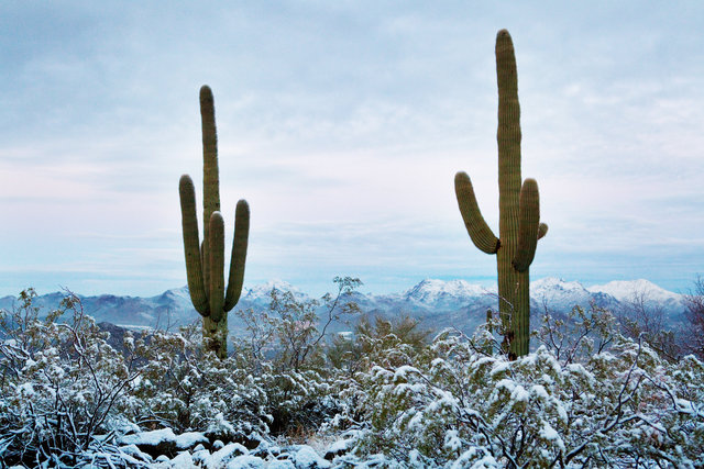 Snowy Tumamoc I