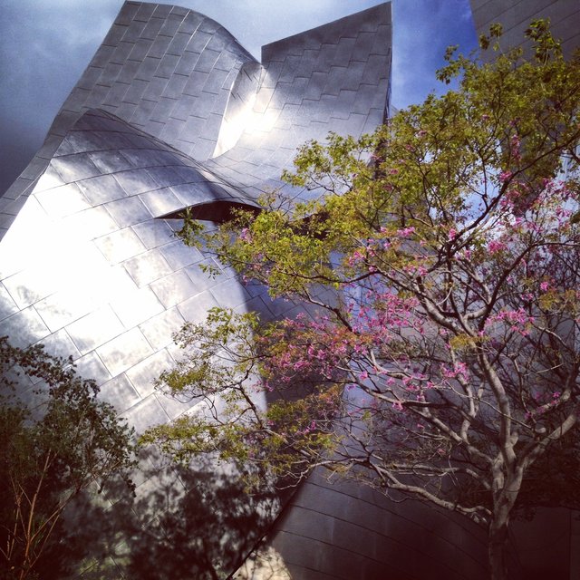 WALT DISNEY CONCERT HALL - ROSE 11