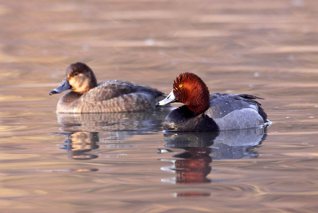 Redhead (male in the foreground, female background)