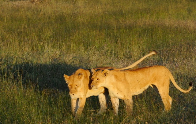 Lionesses, Masai Mara