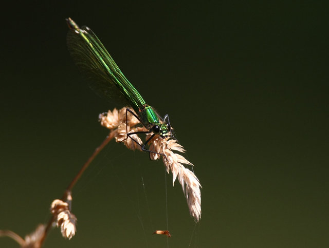 Banded demoiselle (female)