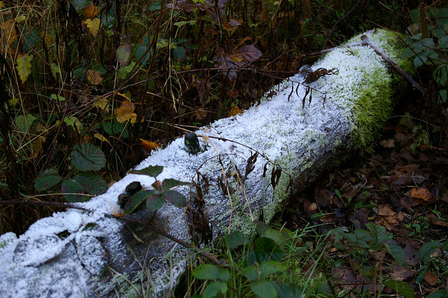 Frosty Log on Mardley Heath VB.JPG