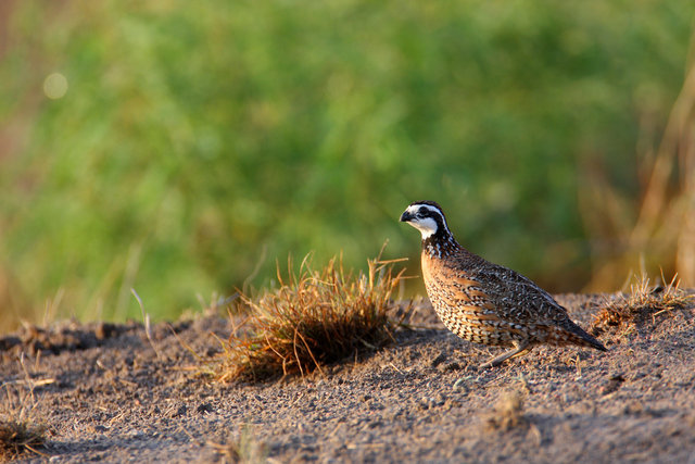 Northern Bobwhite Quail, southern Texas