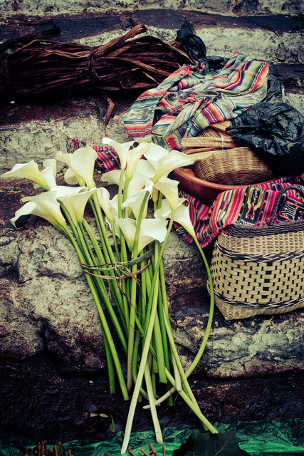 Calla Lillies